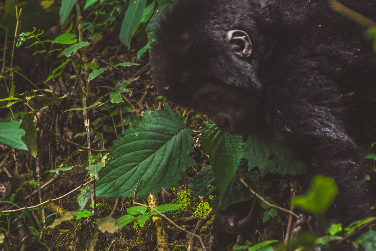 Is it Possible to Trek the Nshongi Gorilla Family Exclusively?