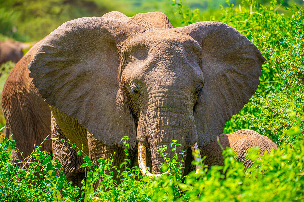 Things to Do in Lake Manyara National Park - How to Book a Tanzania Safari for Diplomats - Eid al-Adha Safari in Tanzania