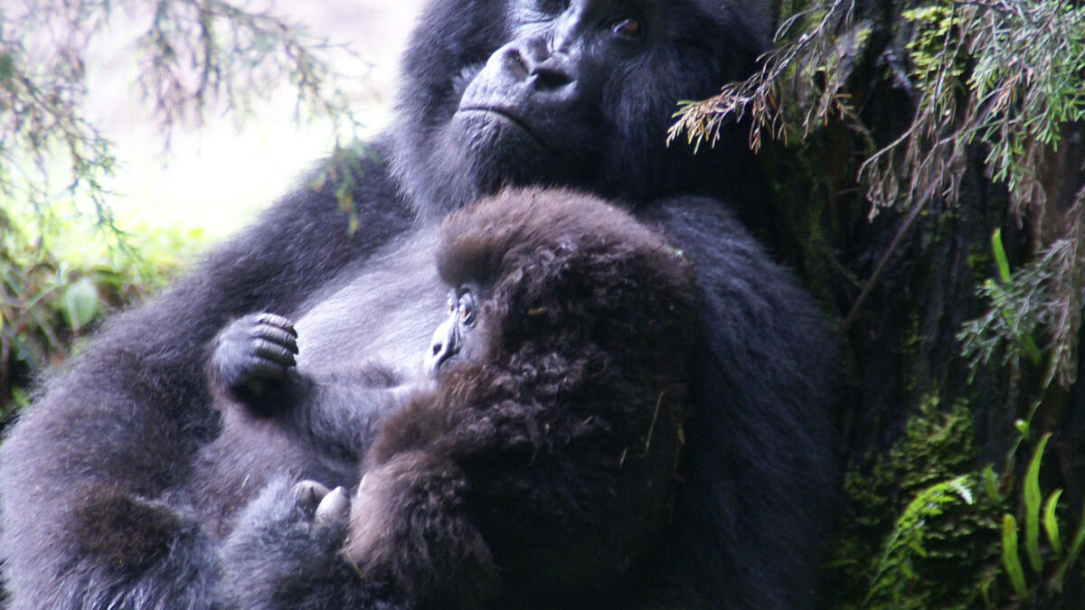 Mother and baby gorilla at volcanoes national park - Luxury Gorilla Trekking in Rwanda
