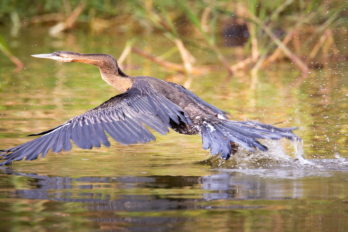 Best Places for a Photography Safari in Rwanda