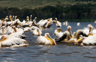 birds at L.Nakuru national park