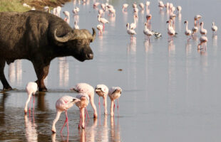 buffalo at Lake Nakuru national park