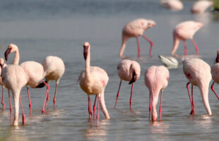 flamingos at Lake Nakuru national park