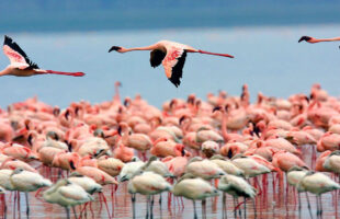 5 Day Kenya Game Safari - Safari Trip to Kenya to See Flamingos