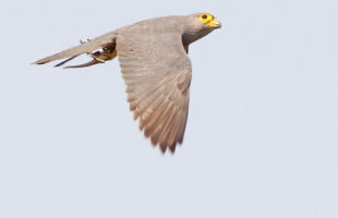 grey kestrel in Semiliki national park