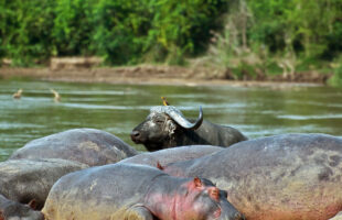 hippos and buffalo in Semiliki national park