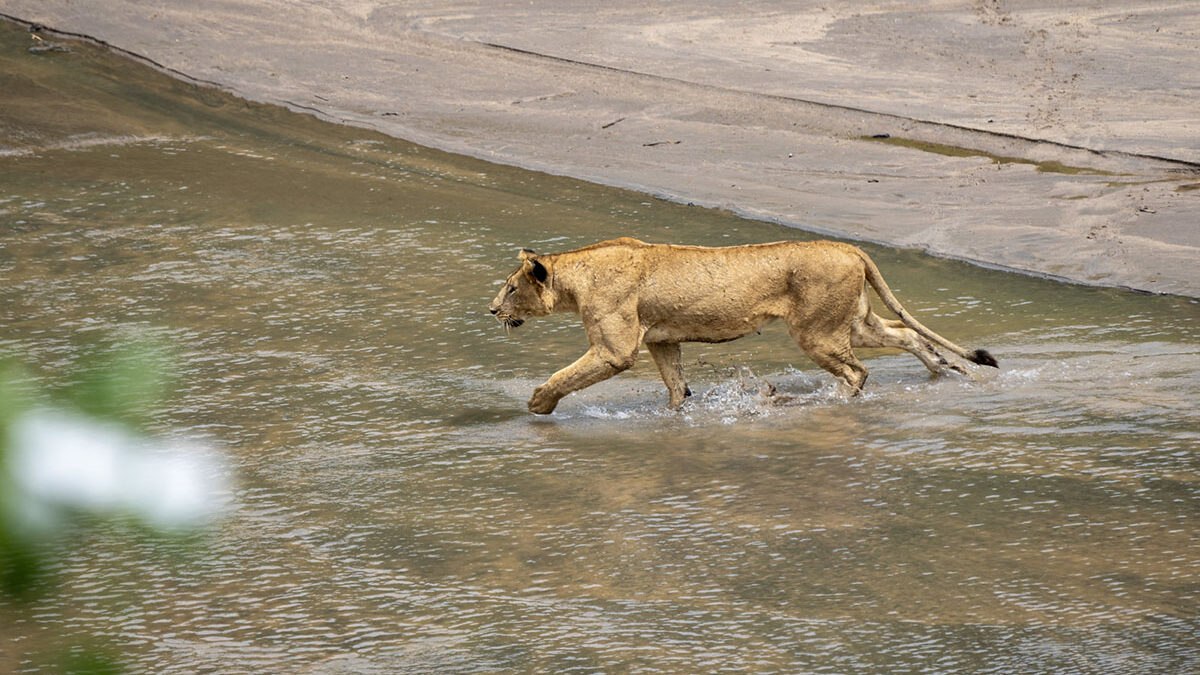 Top Safari Activities to Do in Tanzania - Tanzania Safari with a French-Speaking Guide