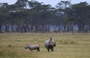 mother and baby rhino at Lake Nakuru national park