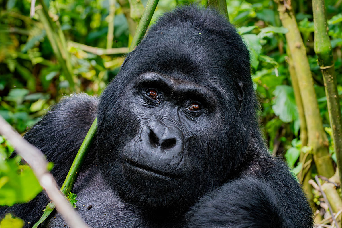 3 Day Gorilla Habituation Experience by Road - Where and How to Buy Gorilla Permits in Uganda - How Much Does a Gorilla Habituation Experience Permit Cost?