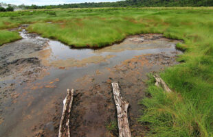 semiliki swampland