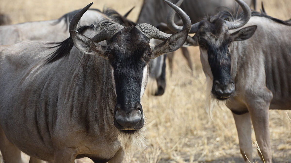 4 Day Tanzania Safari - Safari in Tarangire National Park