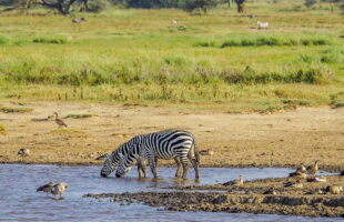 zebras at Lake Nakuru national park - Kenya Eid al-Adha Safari Holiday