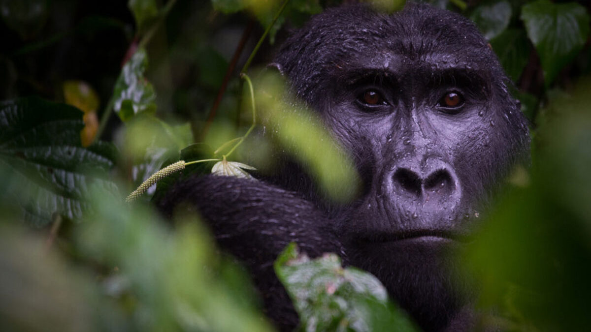 Uganda Gorilla Trekking - How Difficult Is Gorilla Trekking in Uganda? - Best 2026 Deal for a 3 Day Uganda Gorilla Trekking Safari - Ultimate Uganda Gorilla Trekking Guide