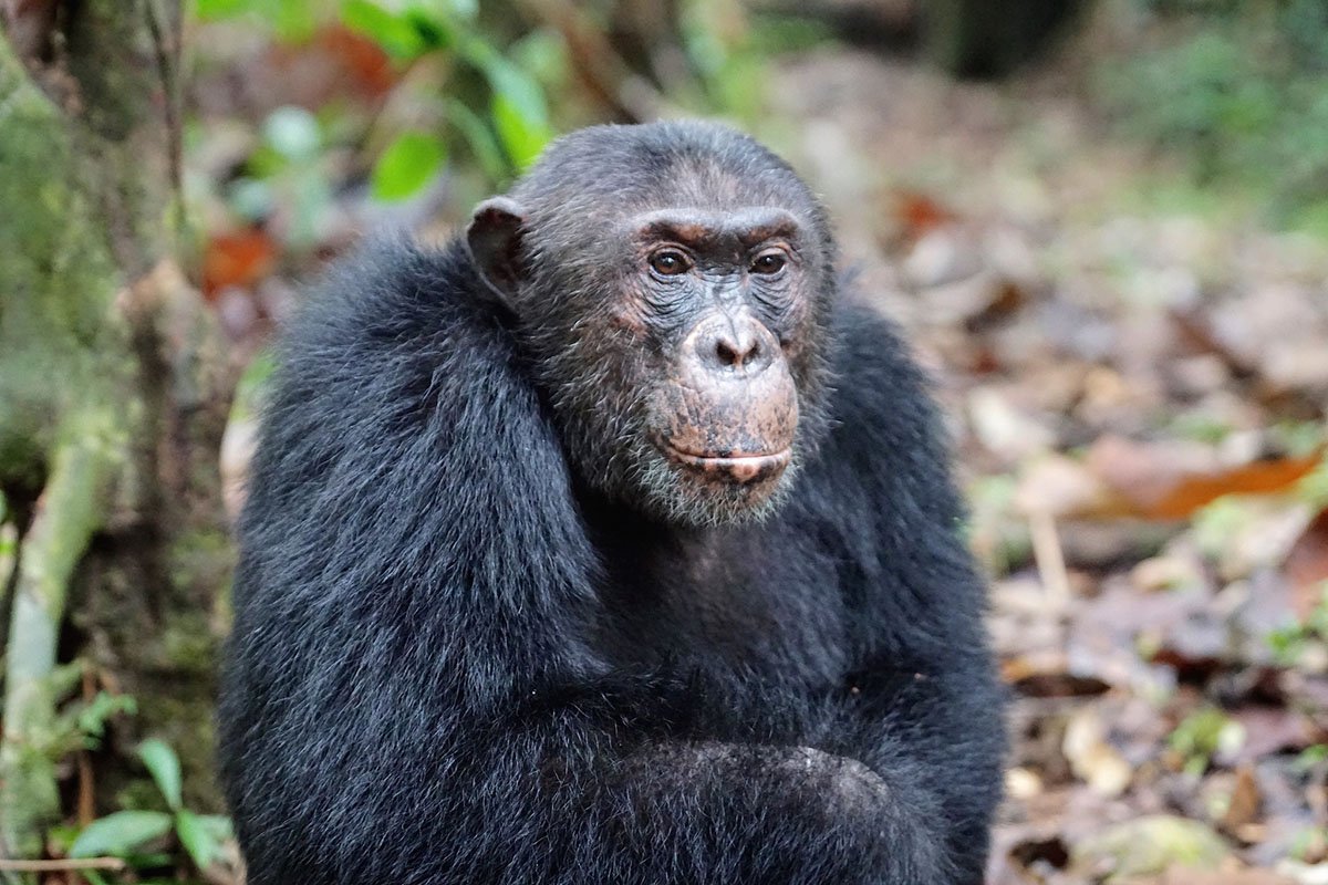 Best Places to See Primates in Tanzania - Trekking Chimpanzees in Mahale Mountains National Park