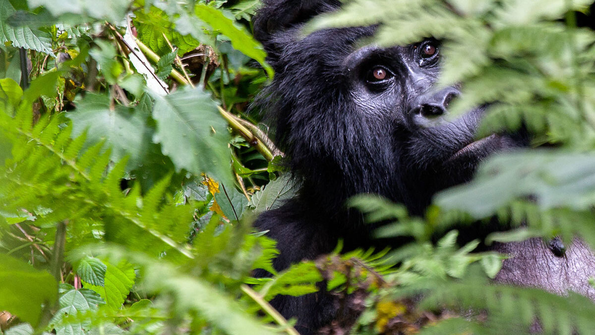 Combining Gorilla Trekking in Uganda with a Namibia Safari - What to Pack for Gorilla Trekking