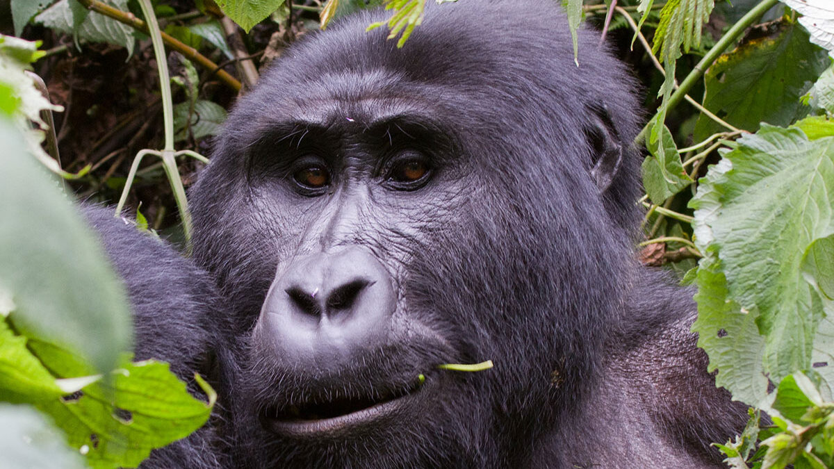 How Long Does Gorilla Trekking Take?
