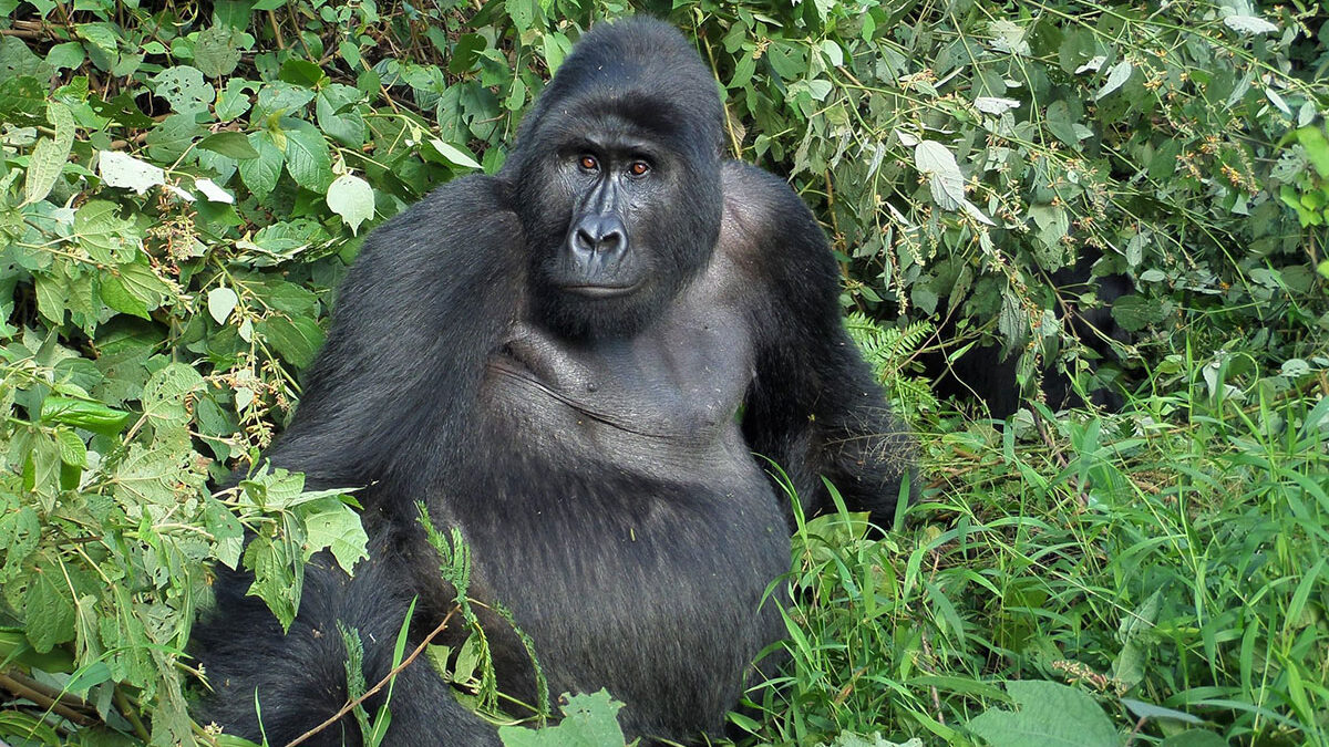What is a Gorilla Trekking Certificate?