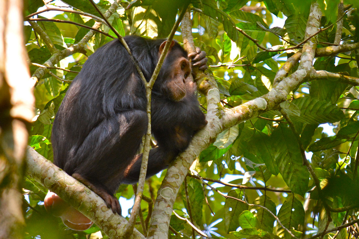 Booking Chimpanzee Permits in Kalinzu Forest