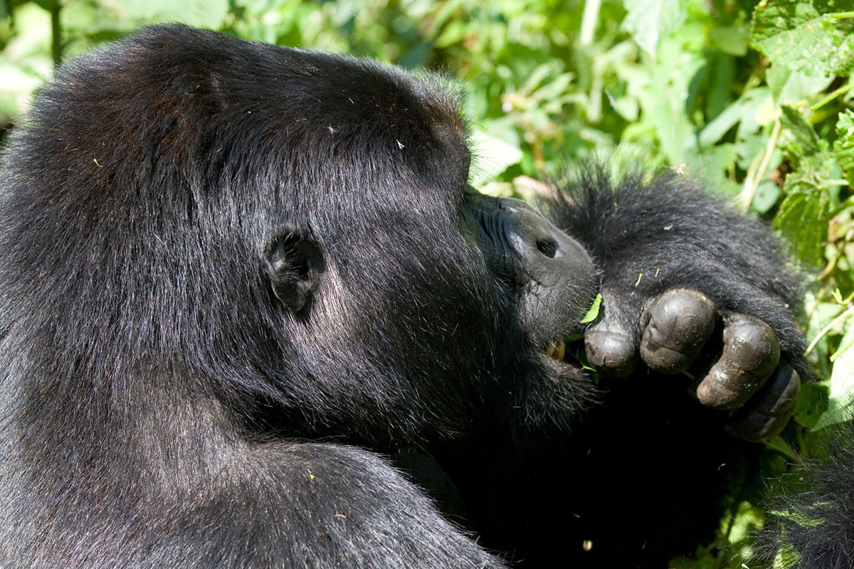 Bwindi Gorilla Trekking Permits - Last-Minute Gorilla Trekking in Uganda