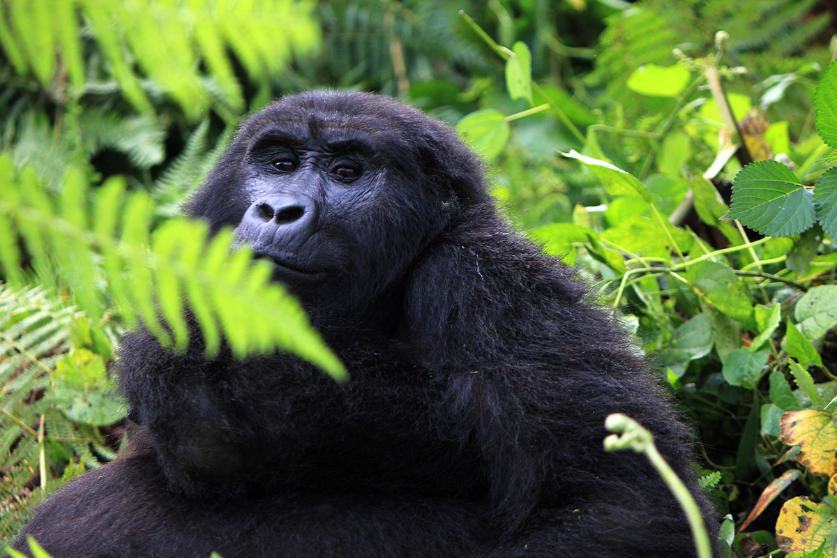 Bwindi Gorilla Trekking - Visiting Primates in Uganda