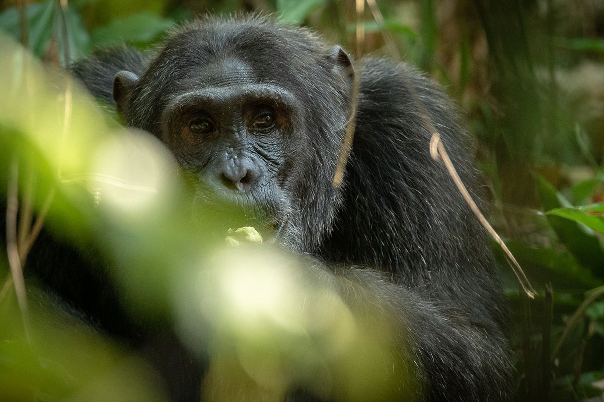 Chimpanzee Habituation Booking Information