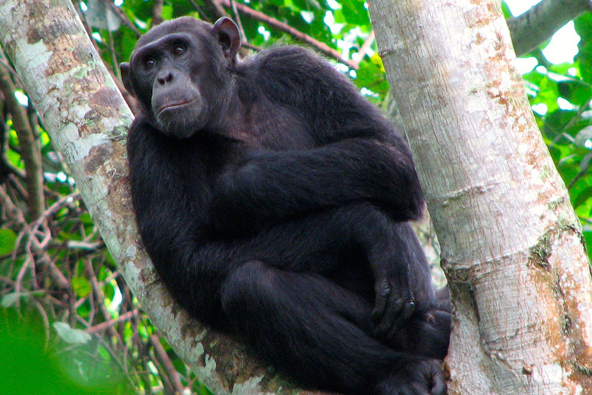 Exclusive Chimpanzee Trekking in Kyambura Gorge