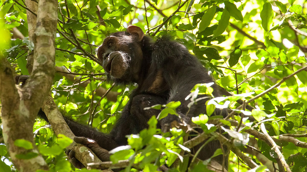 Exclusive Chimpanzee Trekking in Budongo Forest - Hoima Day Trips & Tours - Best Places to Go Chimpanzee Trekking in Uganda
