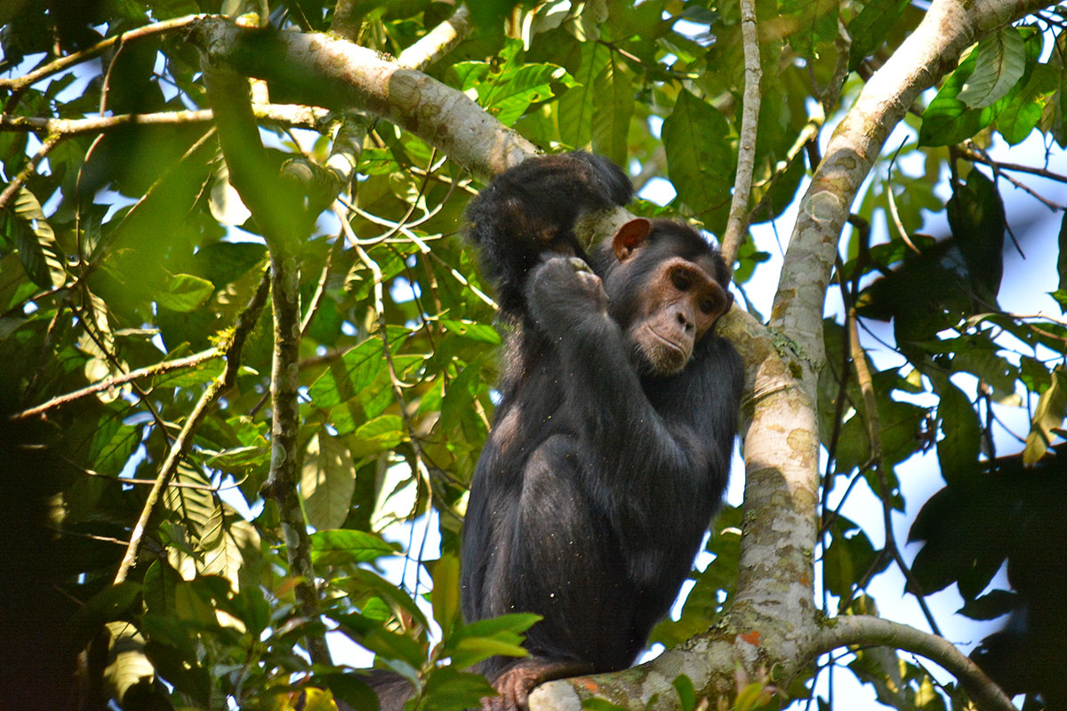 Exclusive Chimpanzee Trekking in Kalinzu Forest