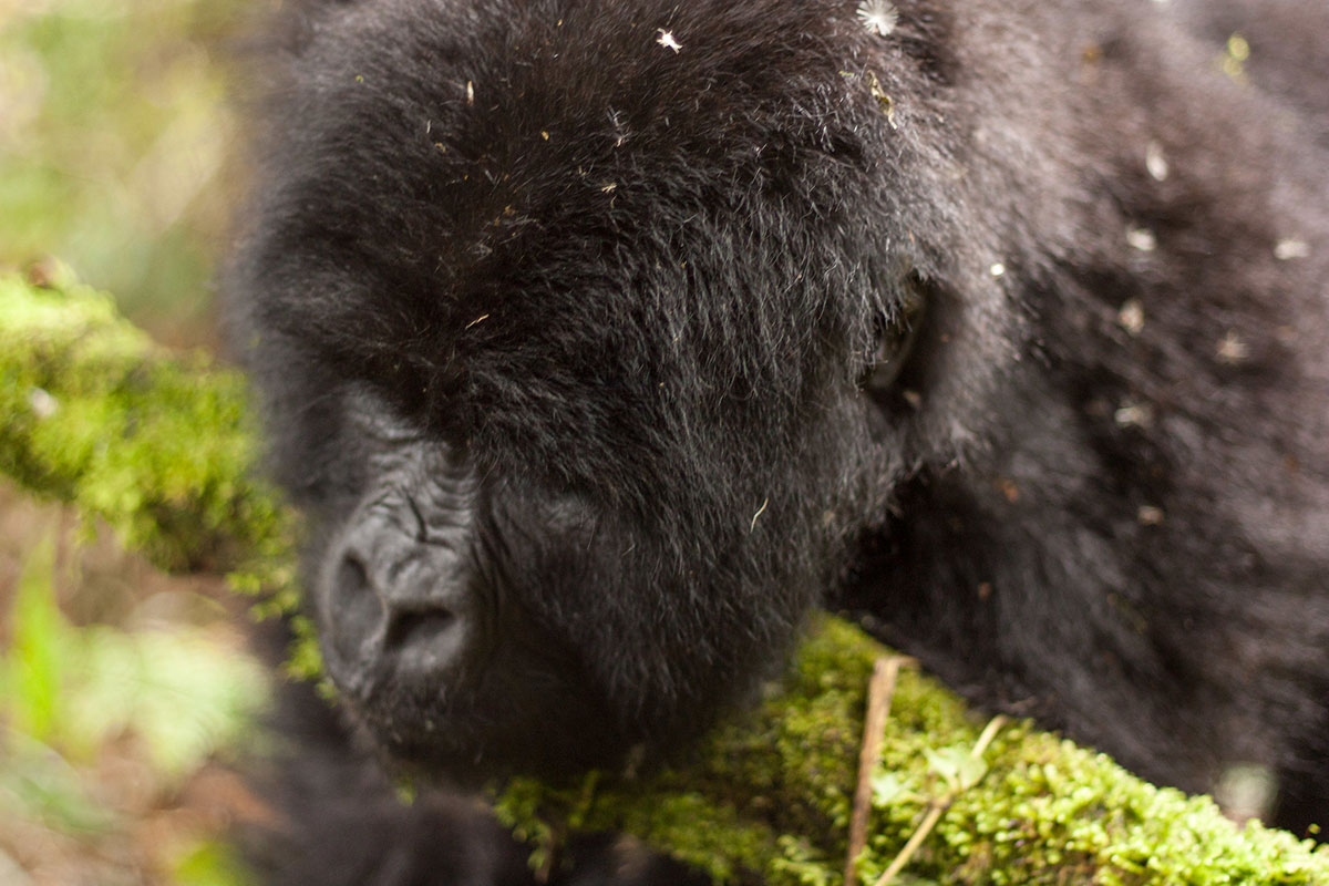 Exclusive Gorilla Trekking in Mgahinga National Park - Uganda Mountain Gorillas