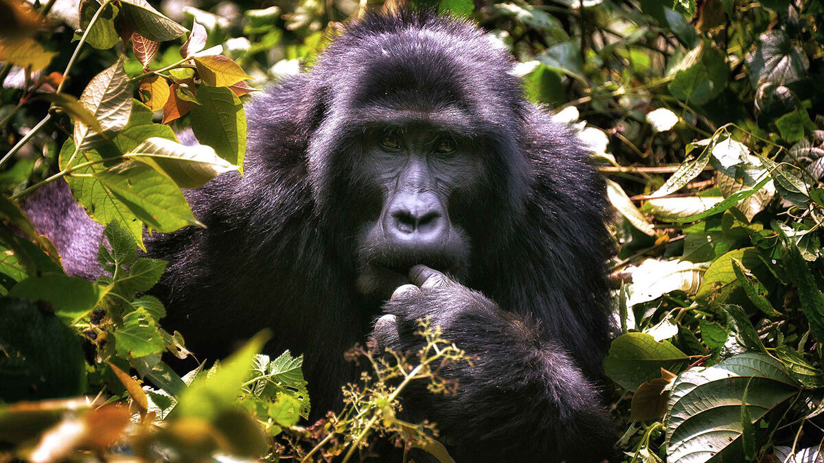 Exclusive Gorilla Trekking in Nkuringo Region - Nkuringo Mountain Gorillas - How Many Days Do You Need for Gorilla Trekking in Africa