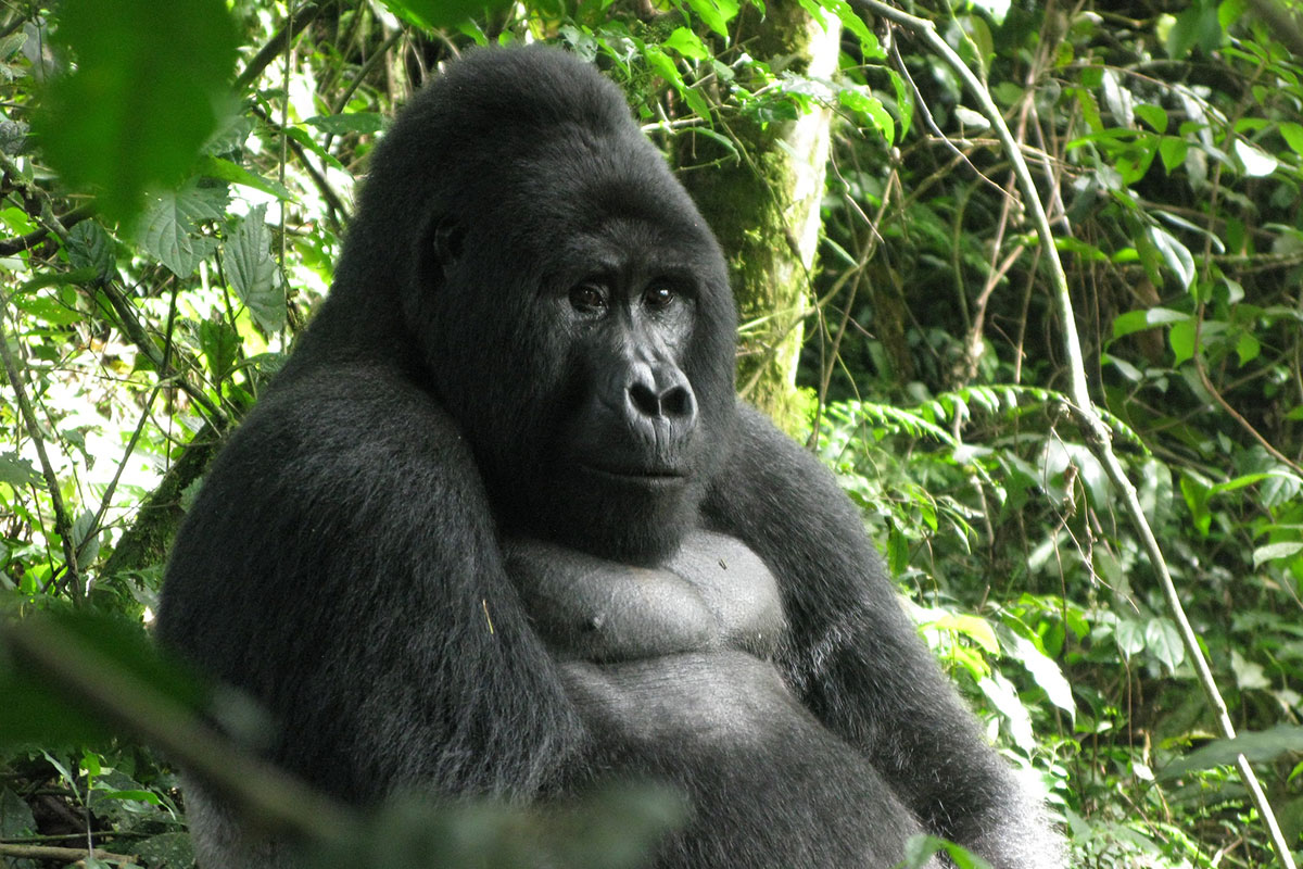 Exclusive Gorilla Trekking in Rushaga Region, Bwindi