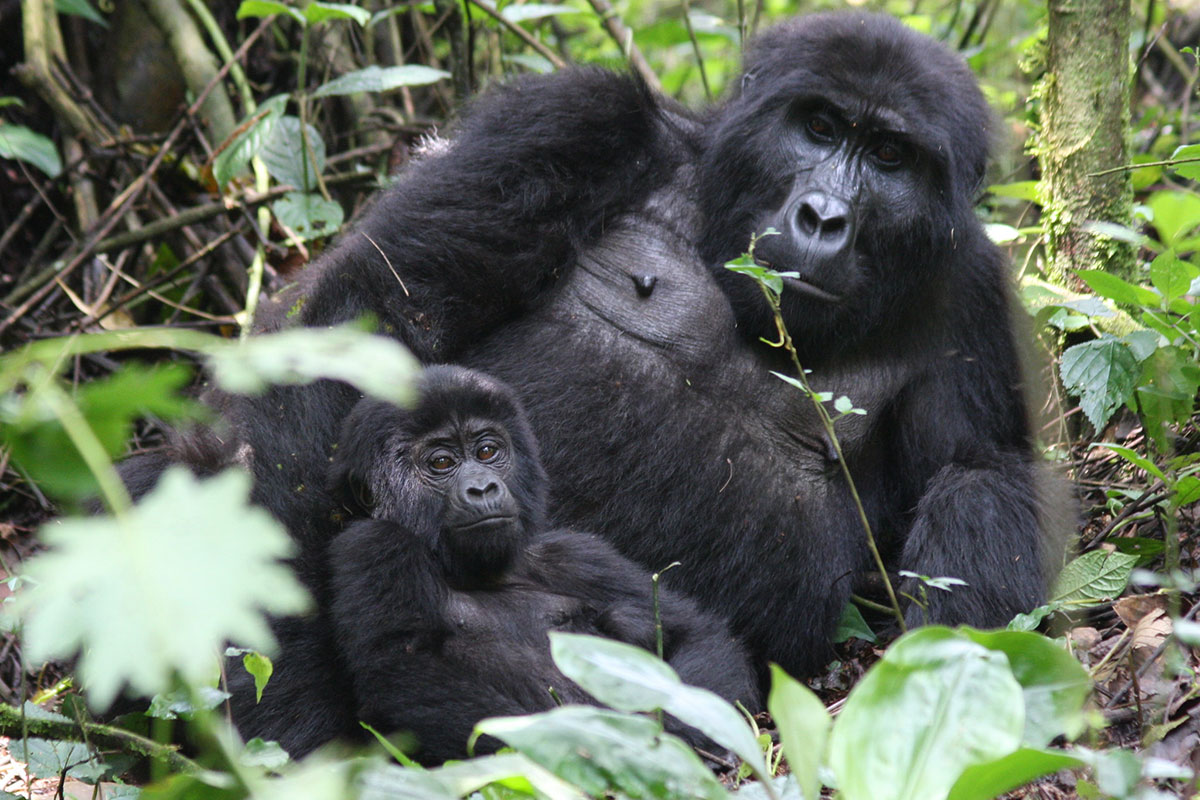 Exclusive Gorilla Trekking in the Buhoma Sector