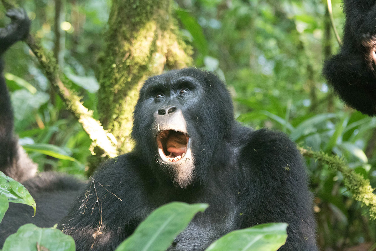 Exclusive Gorilla Trekking in the Ruhija Region - Mountain Gorillas of Ruhija