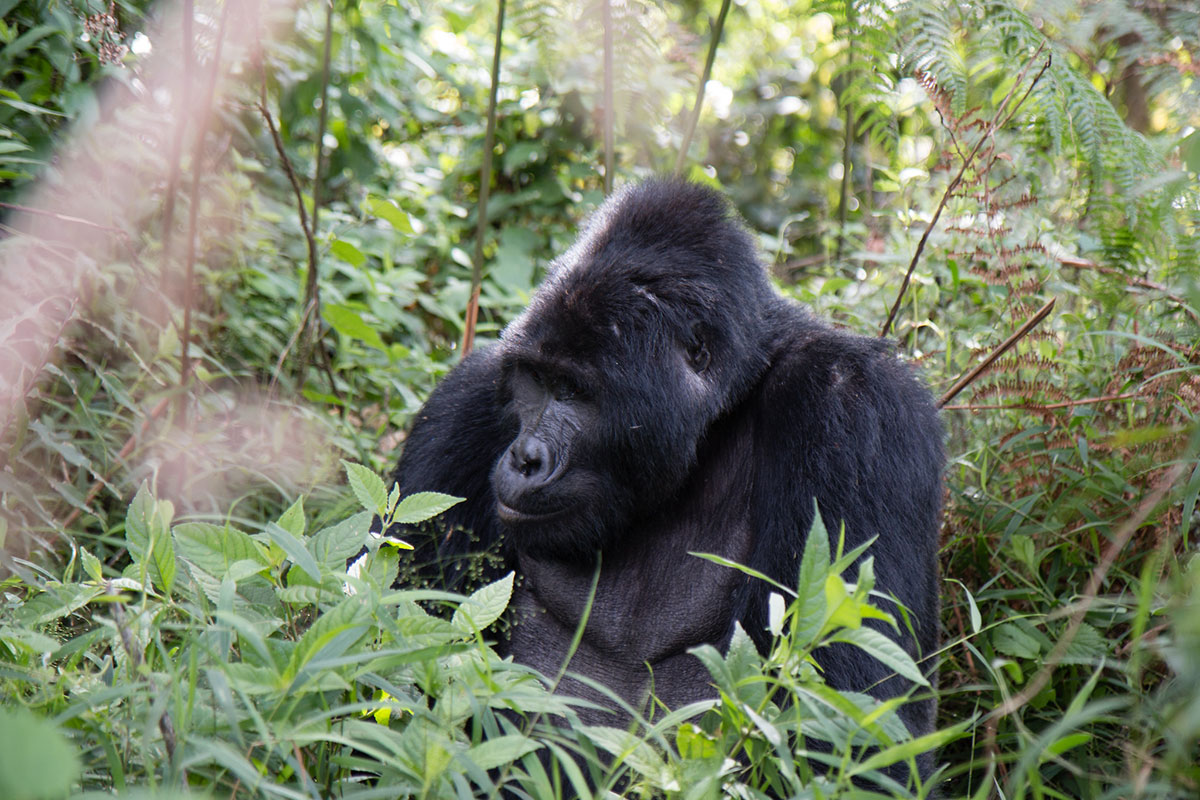 Fly into Kigali and Visit Uganda for Gorilla Trekking - 1-Day Gorilla Trekking Trip in Bwindi, Uganda