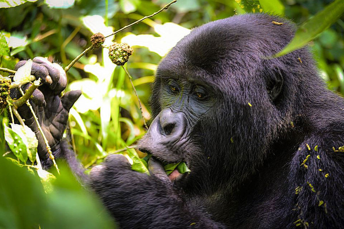 From Kigali to Uganda for Gorilla Trekking