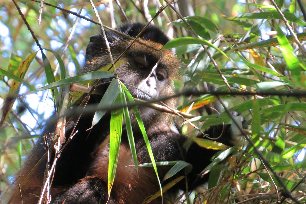 How to Book Golden Monkey Trekking Permits in Mgahinga National Park