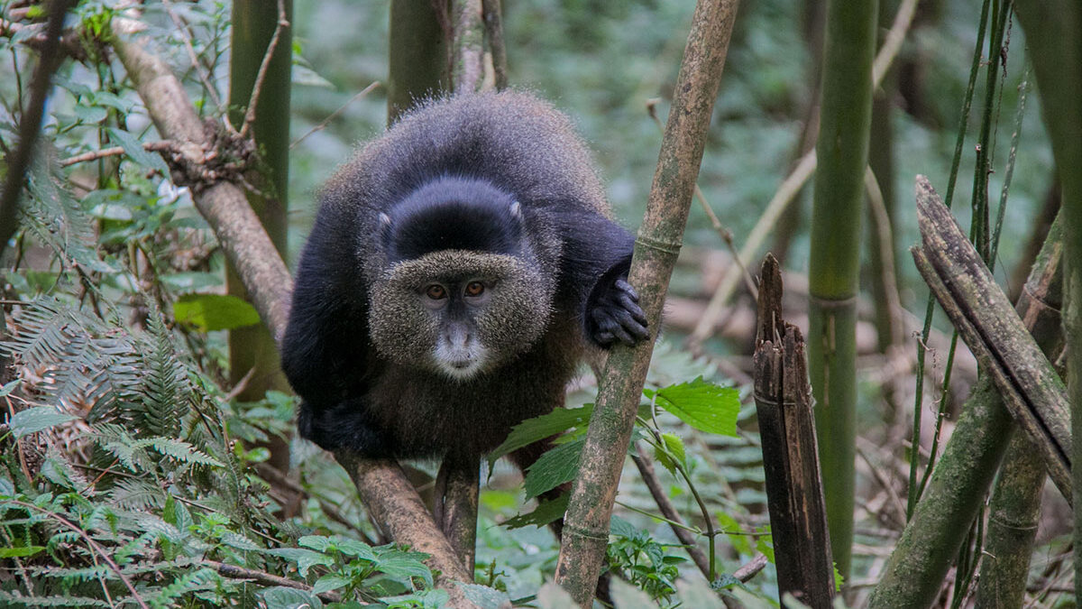 Golden Monkey Trekking in Mgahinga National Park - Visiting Gorillas and Golden Monkeys in Mgahinga National Park - What to Expect on a Golden Monkey Trek in Mgahinga