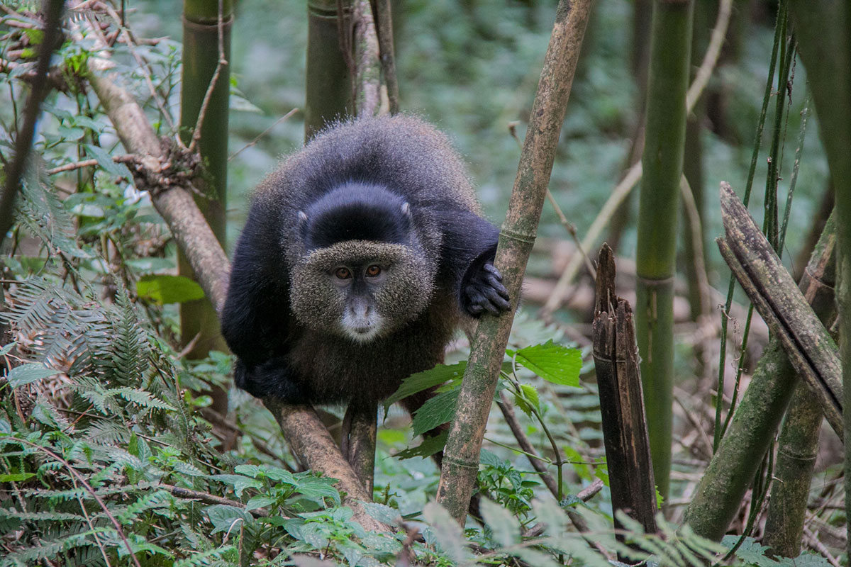 Golden Monkey Trekking in Mgahinga National Park - Visiting Gorillas and Golden Monkeys in Mgahinga National Park
