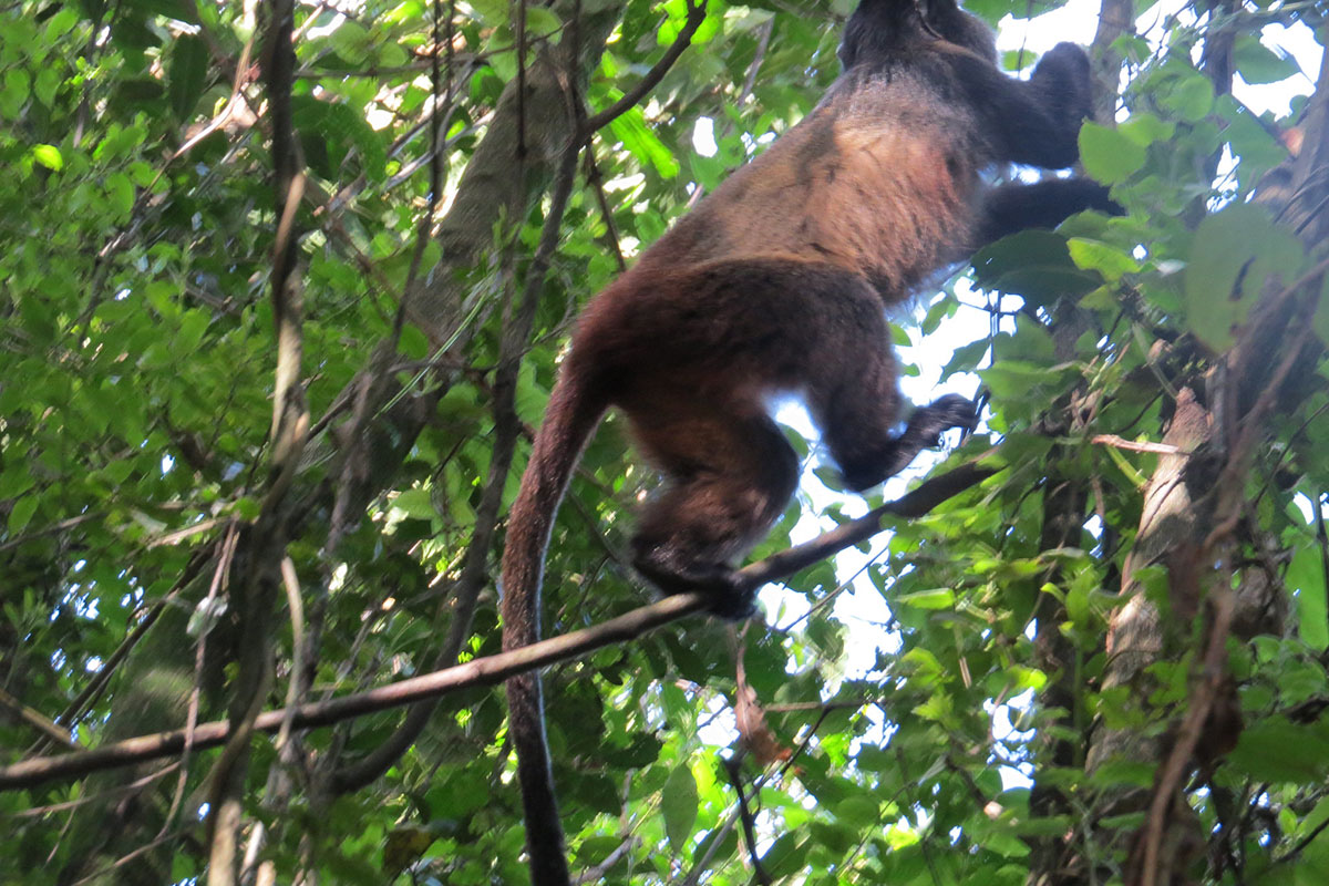 How to Book Golden Monkey Trekking in Mgahinga National Park