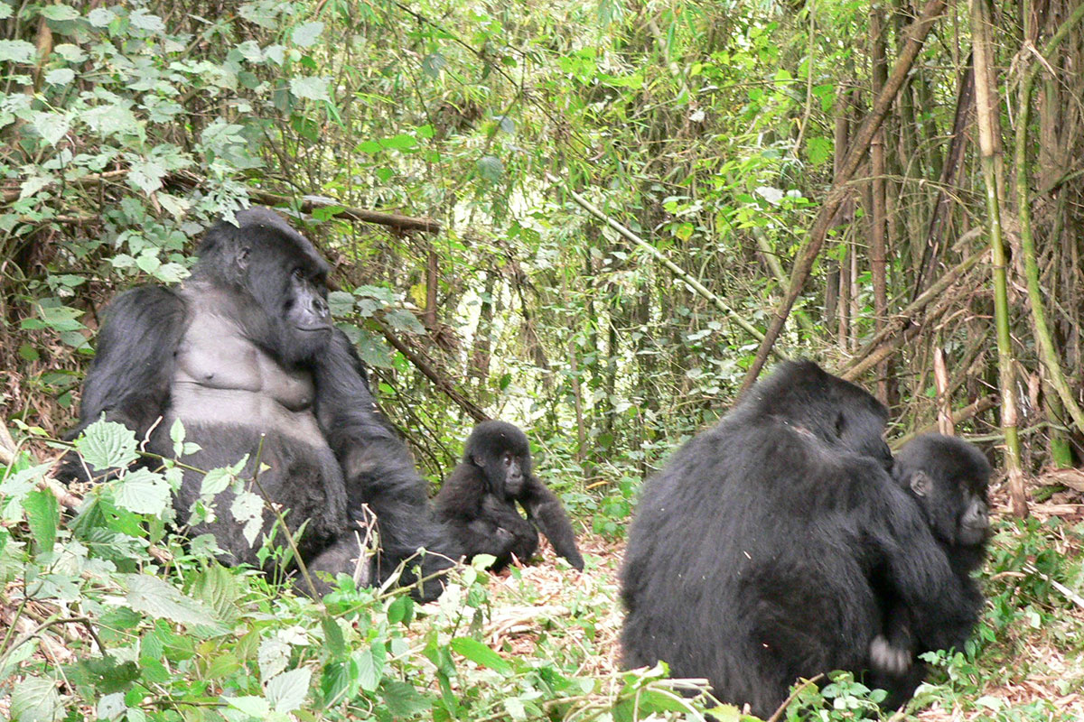 Gorilla Families in Nkuringo Sector