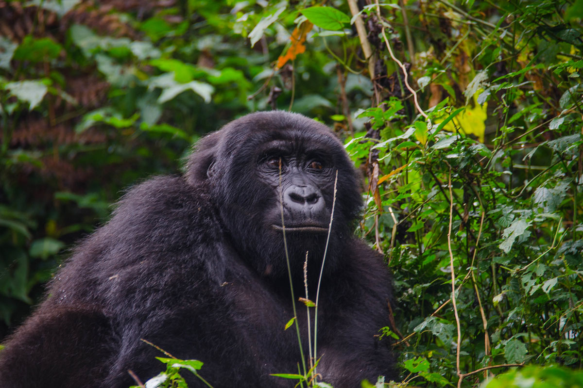 Gorilla Permits 2025–2026 - Planning Your Trip to See Mountain Gorillas