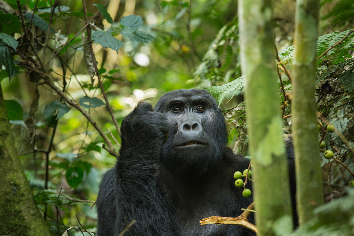 Gorilla Safaris from Europe to Uganda - Midrange Gorilla Trekking in Bwindi - Booking Last-Minute Gorilla Tours and Permits