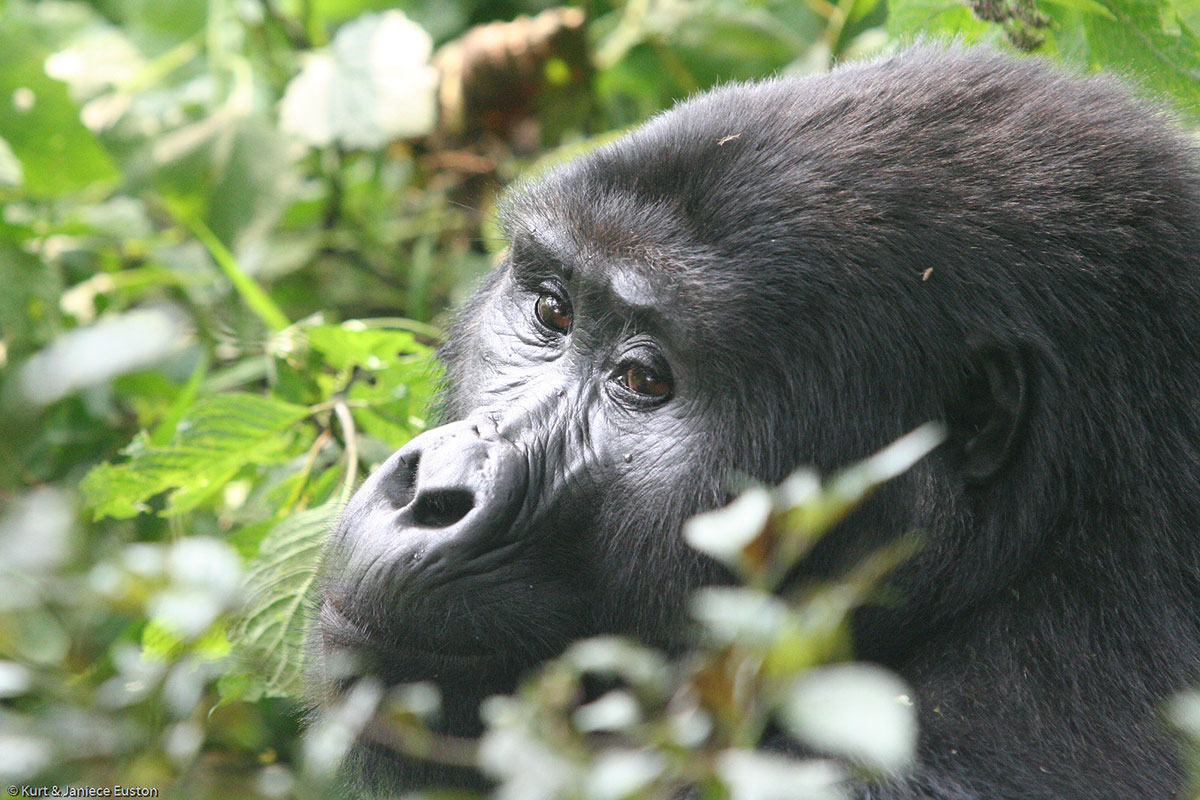 Gorilla Trekking Price