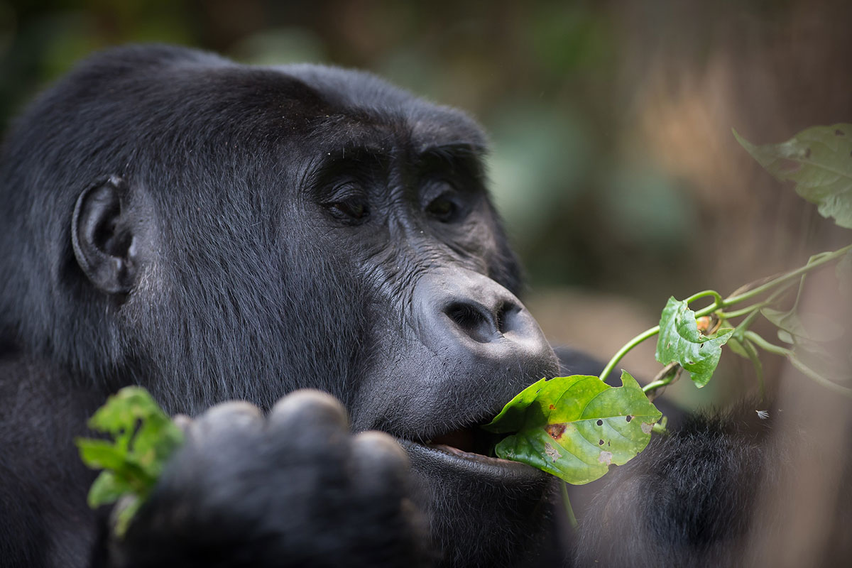 Gorilla Trekking in Bwindi vs Mgahinga National Park - Plan Your Safari to See Gorillas in Bwindi