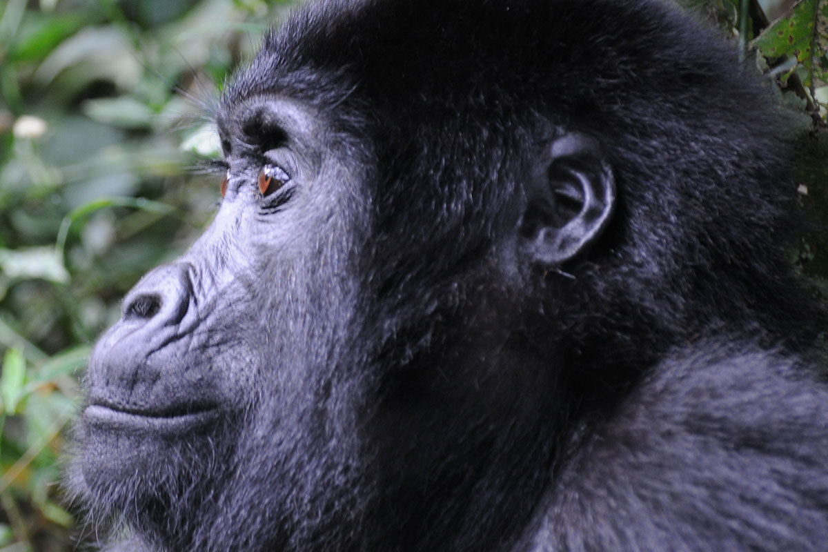 Gorilla Trekking in Bwindi vs. Volcanoes National Park - Planning a Budget Gorilla Tour to Bwindi