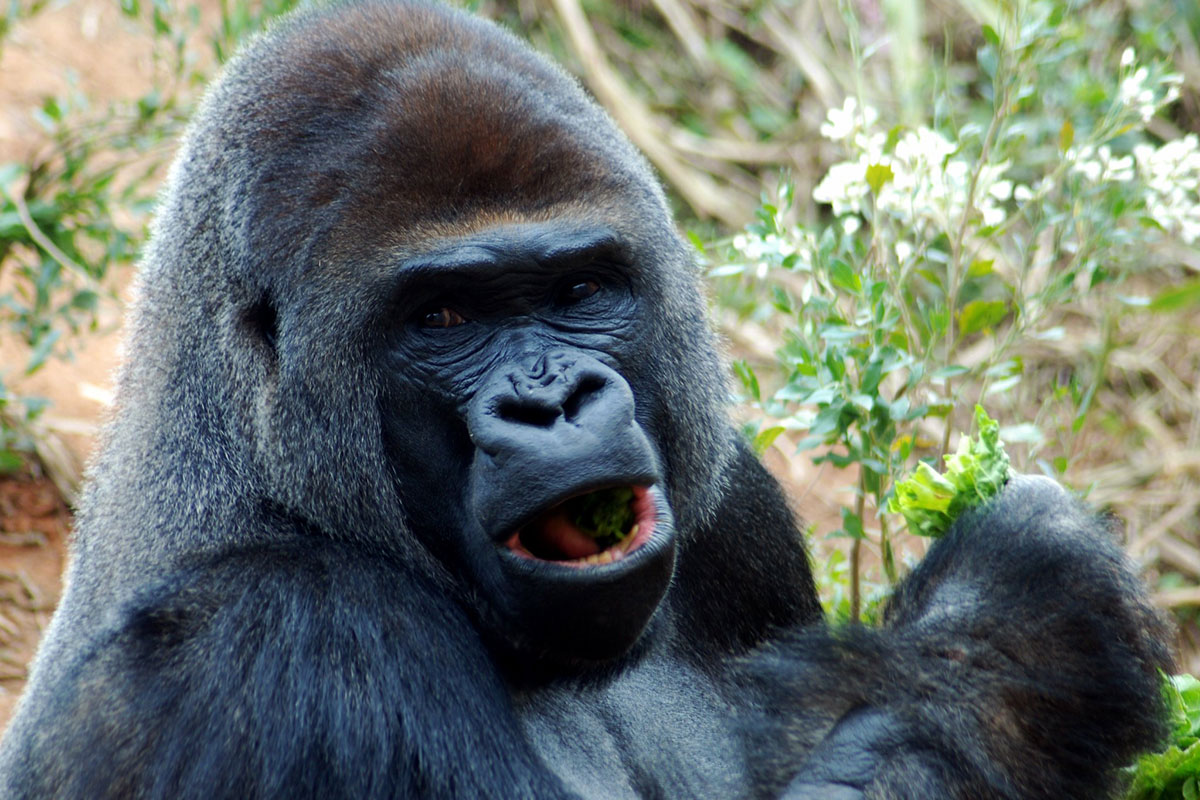 Gorilla Trekking in Nkuringo Region