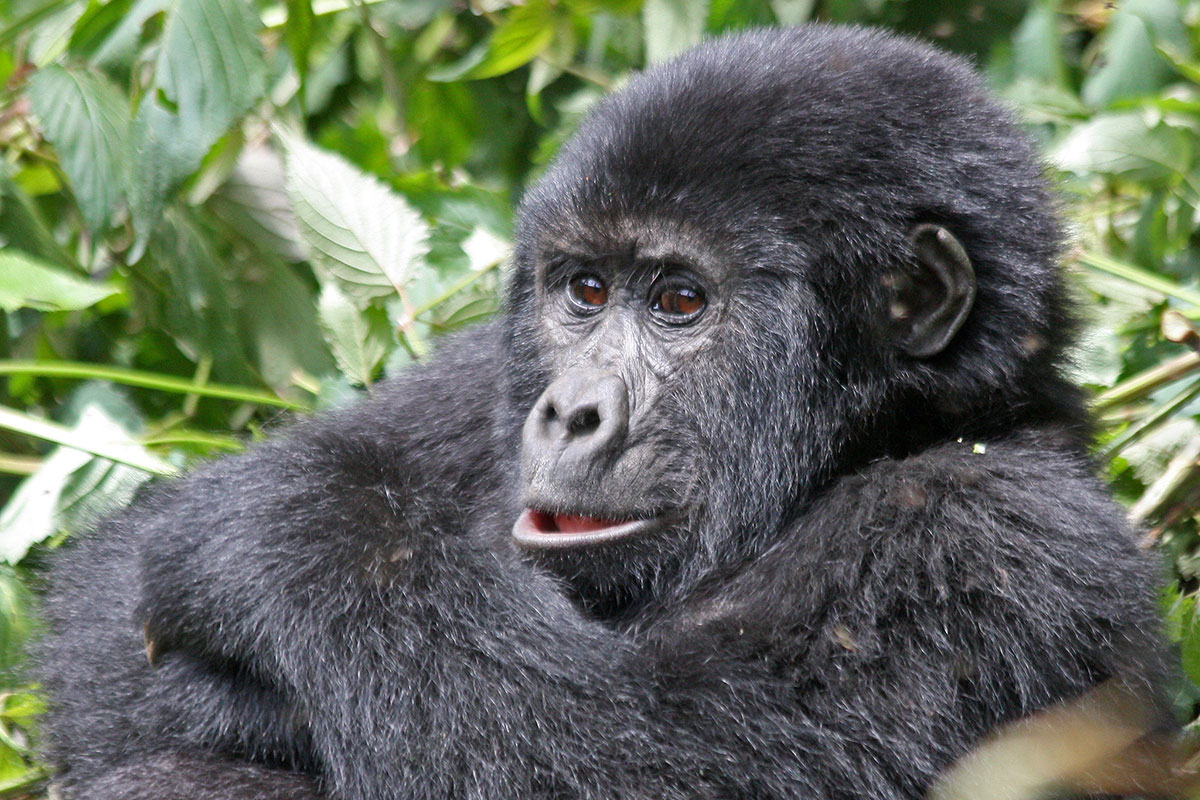 How to Book Gorilla Trekking in Nkuringo Sector - Nkuringo Gorilla Trekking in Bwindi