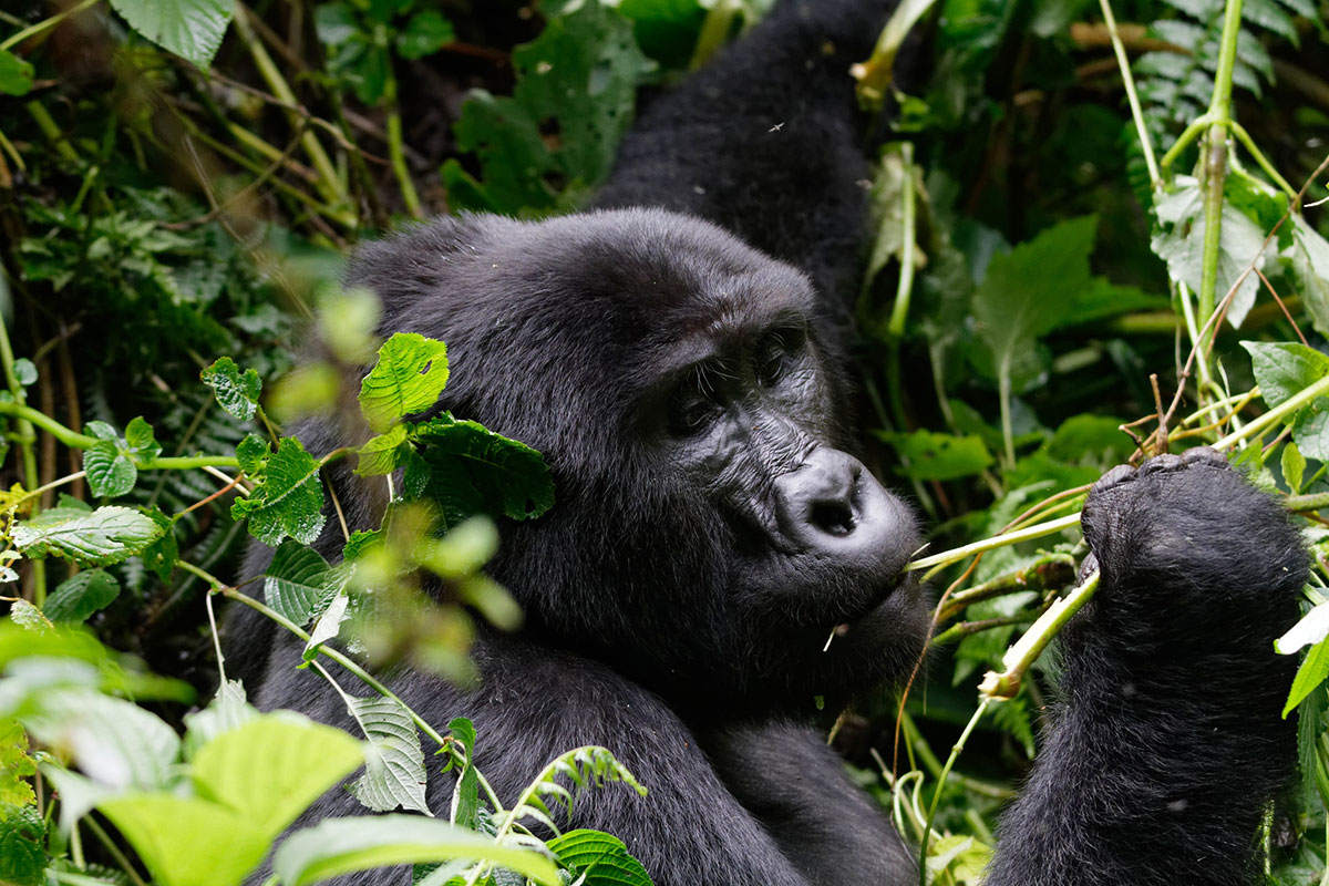 Gorilla Trekking in Rushaga - Rushaga Mountain Gorillas