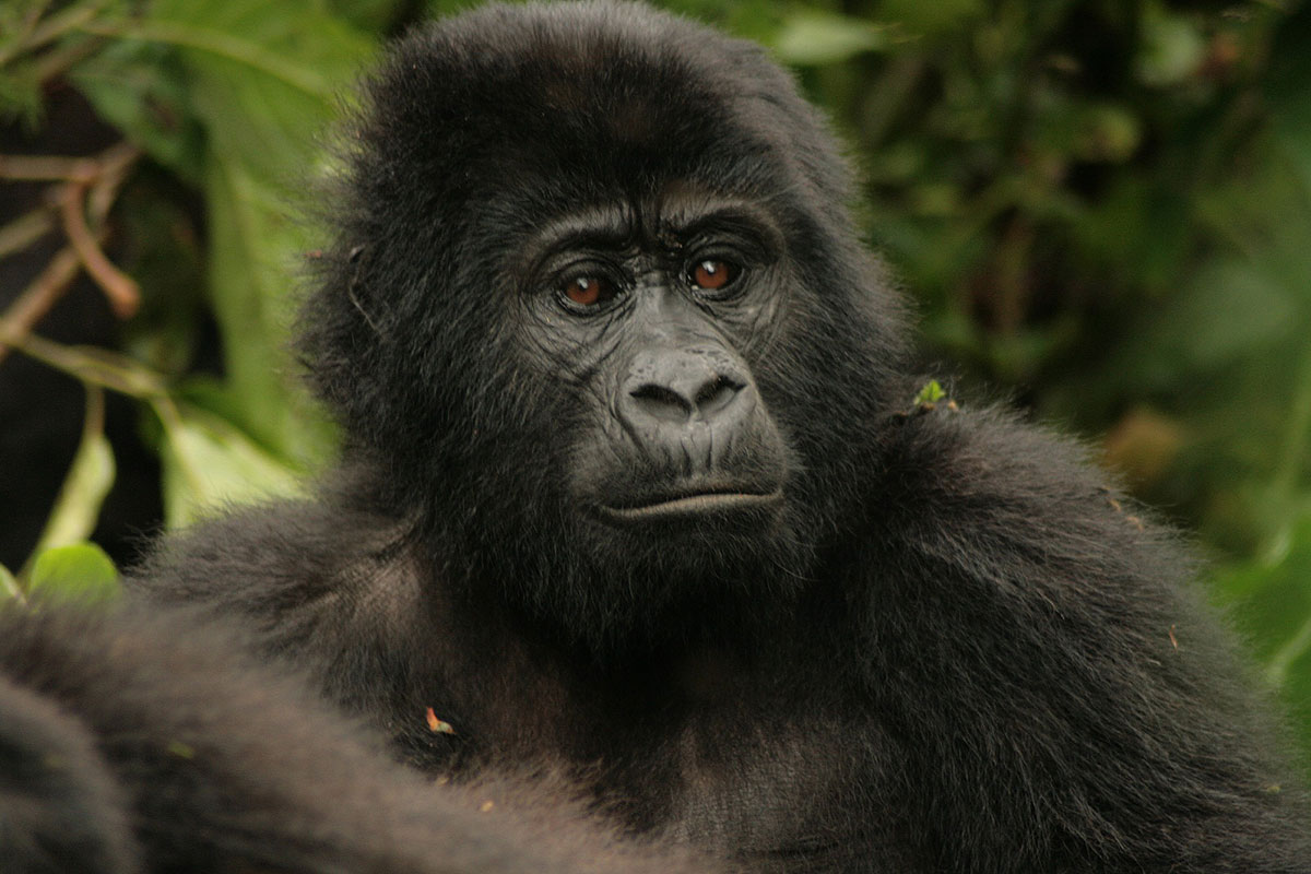 Gorilla Trekking in Uganda from Nairobi - Gorilla Trekking Guidelines, Requirements & Regulations