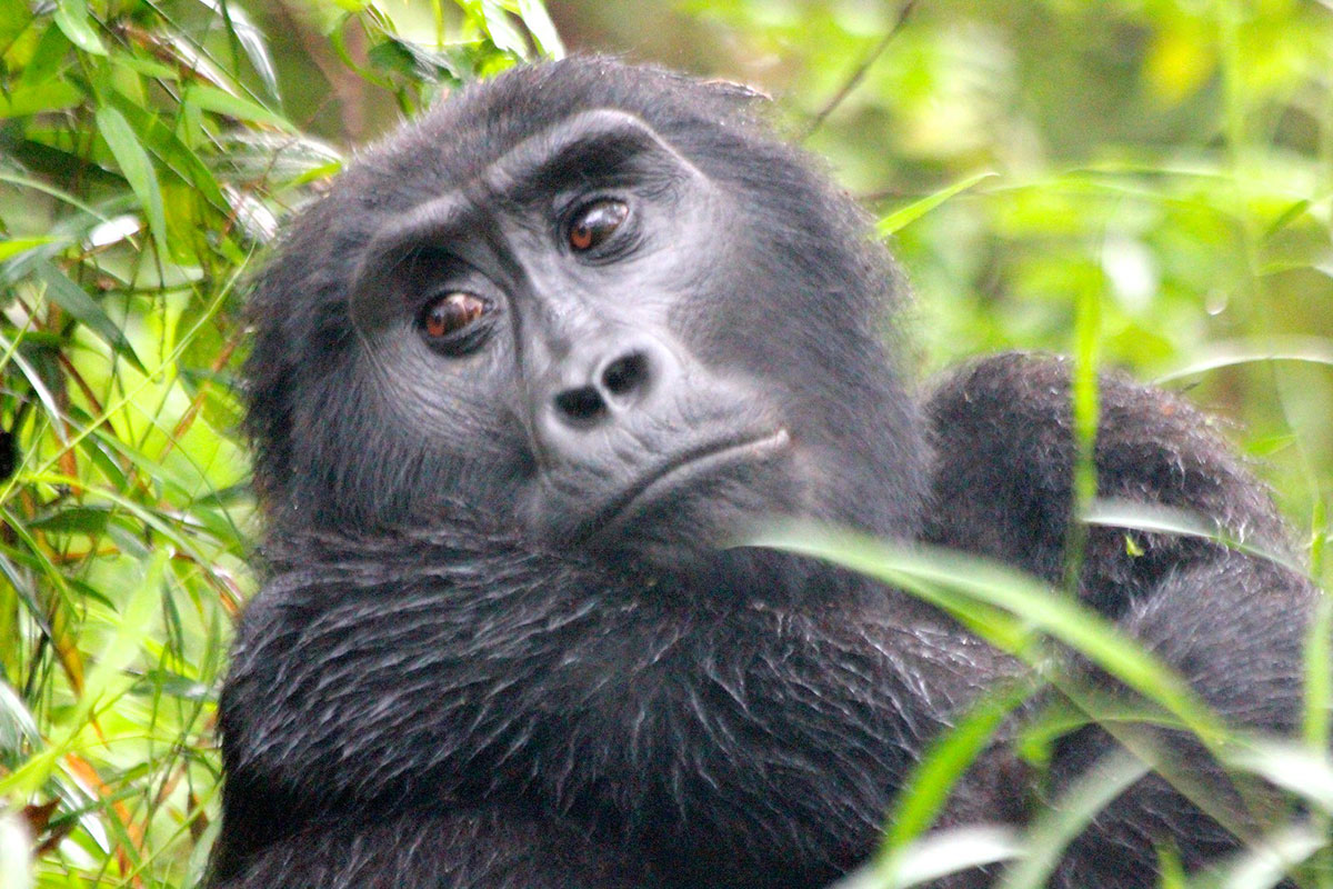 How to Book Gorilla Trekking in Bwindi - Gorilla Watching Holidays